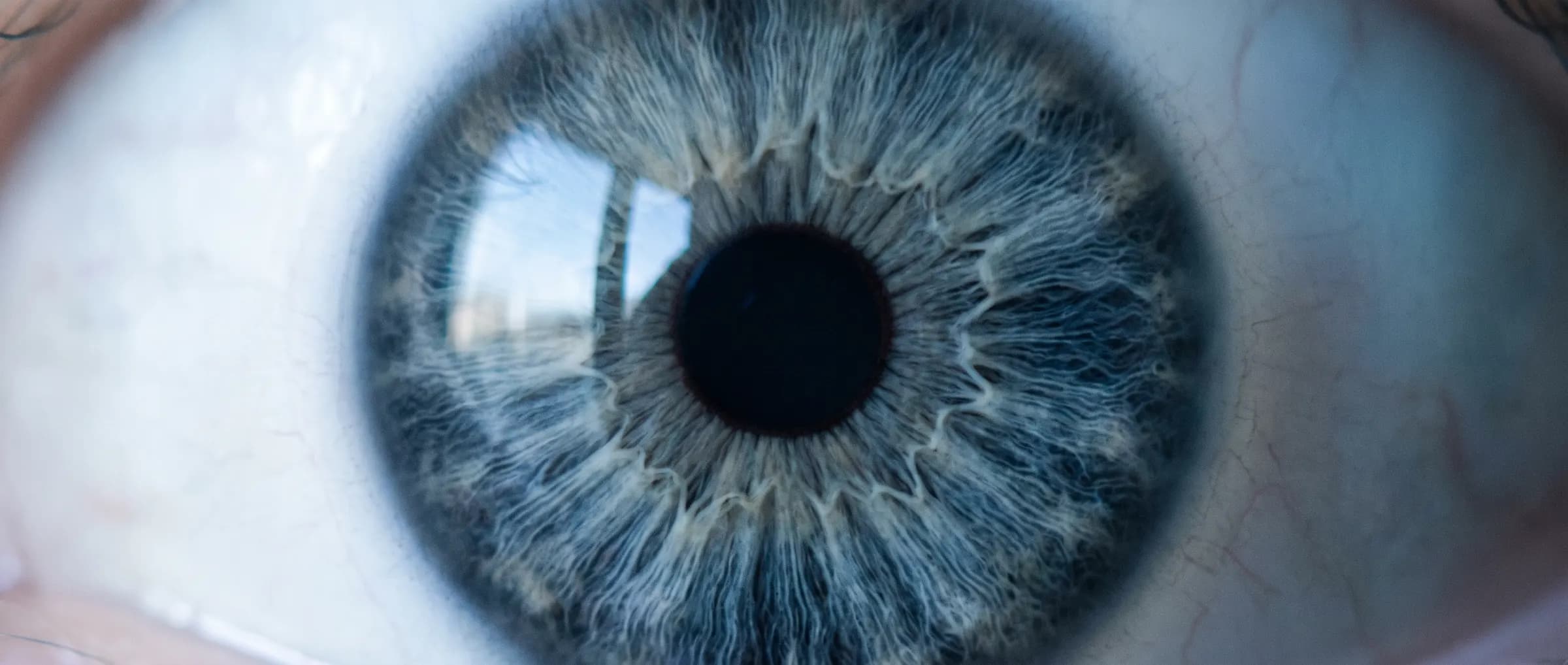 An iris, close up